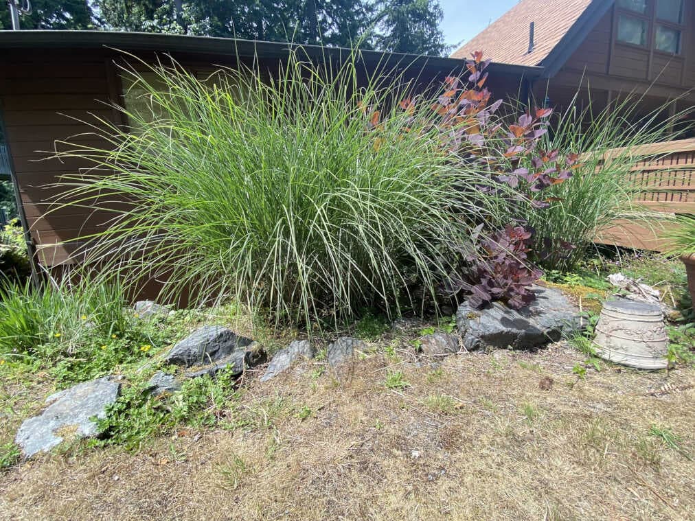 Creeping weeds